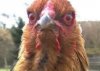 scarychicken1.jpg
