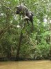 Elephant-Stuck-in-Tree.jpg
