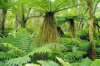 tree.jpg
