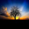 Tree Sunrise.jpg