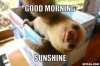 wake-up-meme-generator-good-morning-sunshine-f884f5.jpg