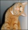 cute cat funny.jpg