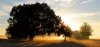 good-morning-mr-oak-tree-rebecca-morrison.jpg