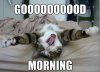 Kitty-Says-Good-Morning.jpg