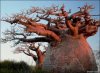 fat tree.jpg