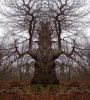 spooky-tree-2.jpg