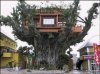 giant-tree-house.jpg