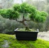 Bonsai tree.jpg