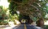tree tunnel.jpg