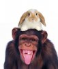 monkey_wearing_a_rabbit_as_a_hat_by_ghostofpardition-d4qch1e.jpg