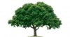 home_tree.jpg