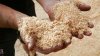sawdust-12.jpg