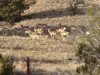 pronghorn.jpg