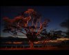 sunrise tree.jpg