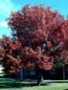 tree-oak-shum.jpg