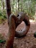 strange_and_funny_trees_28.jpg
