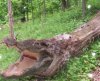 funny+tree+(64).jpg