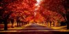 Fall-Trees.jpg