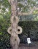 weird-trees-3.jpg