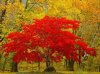 red_yellow-autumn_tree.jpg