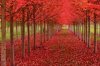 fall-trees-300x199.jpg