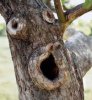 Funny-Tree-16.jpg