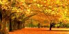 Fall-trees2.jpg