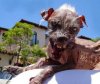 Zombir Dog.jpg