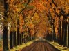 Tree-Lined Lane in Autumn, Holland.jpg