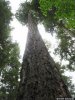 talltree_412x550.jpg