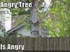 angry-tree.jpg