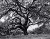 bw_oak_tree1.jpg