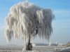 willow-gone-white.jpg
