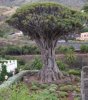 DRAGON+TREE.jpg