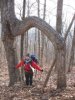 Arch_Tree.jpg