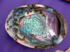 inside-abalone-shell.jpg