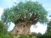 tree.jpg