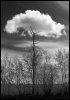 Cloudy_Tree_by_benjamin78.jpg