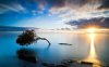 sunset-tree-lost.jpg