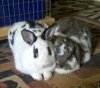 Bunnies.jpg