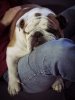 bulldog1.jpg