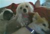 dogs 403847_2267161256204_778302620_n.jpg