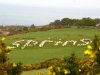 15296-long_sheeps_spell_word_spring.jpg