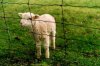 lamb_.jpg