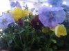 IMG_20110417_154311.jpg