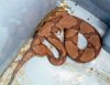 copper (1).jpg