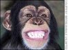 monkey_03.jpg