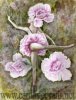 dianthus-ballet-fairy.jpg