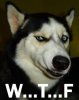 wtf-dog.jpg
