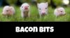 bacon bits.jpg